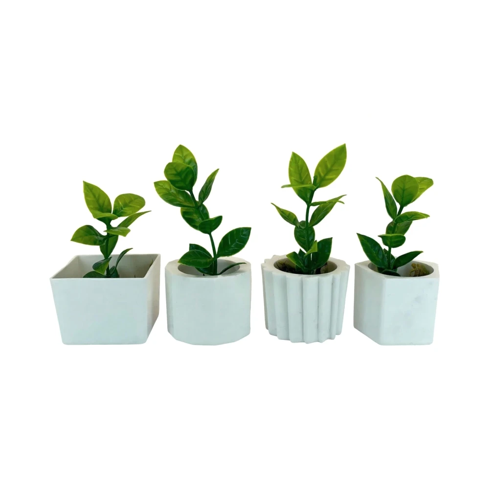 Coleção 4 Suculentas Botânicas Lorvanto Botanics em Cachepô Cerâmica Mineral